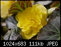 Aug 26  - Begonia_6037.jpg-begonia_6037.jpg
