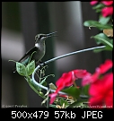 The Hummingbird Waltz (Two Acre Wood)-hummer_5769.jpg