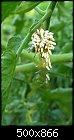Tomato Hornworm with wasp eggs-barron-065.jpg