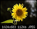 -sunflower_6131.jpg