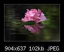 -b-1032-camellia-1032-02-09-07-20-90.jpg