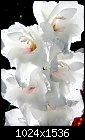 Click image for larger version

Name:	white_gladiolus.jpg
Views:	3487
Size:	932.6 KB
ID:	7124