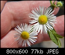 Click image for larger version

Name:	daisy_fleabane.jpg
Views:	280
Size:	76.9 KB
ID:	7129