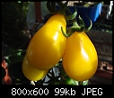 Yellow Pear Tomatoes-dsc00936.jpg