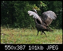 Two Acre Wood (Past and Present)-turkey_wings7373_1-copy.jpg