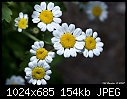 Little white daisy-like flowers-little-white-daisy-like-flowers.jpg