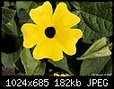 -yellow-flower.jpg