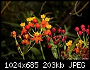 Click image for larger version

Name:	Little red & yellow flowers.jpg
Views:	2536
Size:	202.6 KB
ID:	7156