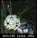 Garlic Chives Flower-garlicchivesflower-01296.jpg