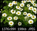 Little white daisy-like flowers-feverfew-c.jpg