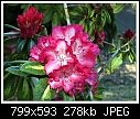 pinks - rhodie-01.jpg (1/1)-rhodie-01.jpg