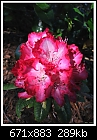 Click image for larger version

Name:	rhodie-02.jpg
Views:	303
Size:	288.8 KB
ID:	7188