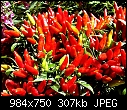 -pepper-plant-em.jpg
