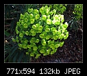 Plant Identity? - green-flowers-01.jpg (1/1)-green-flowers-01.jpg