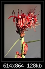 Gymea Lily (Doryanthes excelsa) 1/2-b-0060-gymea-11-09-07-20-400.jpg