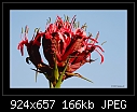Gymea Lily (Doryanthes excelsa) 2/2-b-9814-gymea-26-09-07-20-400.jpg