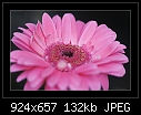 -b-0133-pink-gerbera-03-10-07-20-90.jpg