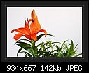 Asiatic Lily-b-3511-asiaticlily-09-10-07-30-400.jpg