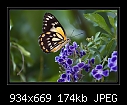 Duranta + White Caper Butterfly.-b-3489-caperwhite-08-10-07-30-400.jpg