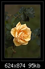 Olympic Gold Rose.-b-3747-rose-18-10-07-30-400.jpg