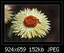 Paper Daisy (Helichrysum bracteatum)-img_3802.jpg