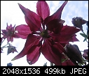 Click image for larger version

Name:	columbine 02.jpg
Views:	387
Size:	498.7 KB
ID:	7383