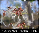 Click image for larger version

Name:	Clematis seeds01.JPG
Views:	346
Size:	212.8 KB
ID:	7385