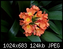 Click image for larger version

Name:	Clivia_7852.jpg
Views:	331
Size:	124.1 KB
ID:	7392
