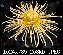 Click image for larger version

Name:	Yellow Spider Mum_7854.jpg
Views:	562
Size:	207.8 KB
ID:	7393