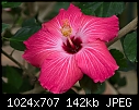 Click image for larger version

Name:	Hibiscus_7869.jpg
Views:	324
Size:	142.4 KB
ID:	7396
