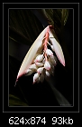 Shell Ginger (Alpinia zerumbet)-b-4260-shellging-27-10-07-30-400.jpg