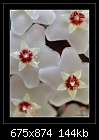 Hoya Flowers-b-0821-hoya-27-10-07-20-90.jpg