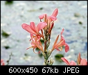 Is This a Gladiolus or a Canna?  - image_1.jpg-image_1.jpg