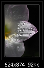 Click image for larger version

Name:	b-1031-rainlily-03-11-07-20-90.jpg
Views:	259
Size:	91.8 KB
ID:	7434