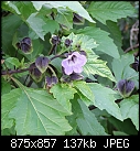 Click image for larger version

Name:	physalis.jpg
Views:	317
Size:	136.9 KB
ID:	7437