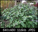 Click image for larger version

Name:	physalis2.jpg
Views:	122
Size:	116.5 KB
ID:	7438