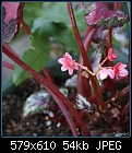 Click image for larger version

Name:	Begonia Rex DSC01452.jpg
Views:	965
Size:	54.2 KB
ID:	7449
