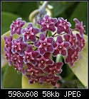 Click image for larger version

Name:	Hoya carnosa DSC01460.jpg
Views:	425
Size:	58.3 KB
ID:	7450