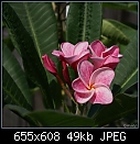Click image for larger version

Name:	Plumeria Candy Stripe Pink aDSC01458.jpg
Views:	432
Size:	49.5 KB
ID:	7455