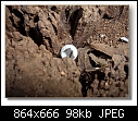 Click image for larger version

Name:	1GeckoStump2007.jpg
Views:	362
Size:	97.7 KB
ID:	7466
