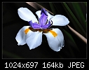 Click image for larger version

Name:	Dietes.jpg
Views:	385
Size:	163.5 KB
ID:	7491