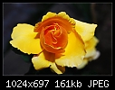 Click image for larger version

Name:	Yellow rose.jpg
Views:	353
Size:	160.8 KB
ID:	7493