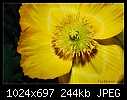 Click image for larger version

Name:	Yellow Poppy.jpg
Views:	478
Size:	244.5 KB
ID:	7494