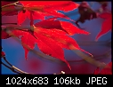 Nov 11  - Autumn Leaves Autumn Sky_8129.jpg-autumn-leaves-autumn-sky_8129.jpg