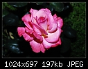 Click image for larger version

Name:	Pink rose.jpg
Views:	373
Size:	197.3 KB
ID:	7499