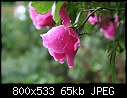 A Rose in my garden-img_1943.jpg