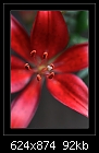 Click image for larger version

Name:	b-1166-asiatic lily-07-11-07-20-90.jpg
Views:	338
Size:	92.2 KB
ID:	7503