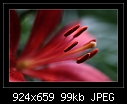 Click image for larger version

Name:	b-1179-asiatic lily-07-11-07-20-90.jpg
Views:	471
Size:	99.2 KB
ID:	7505