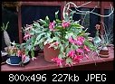 Click image for larger version

Name:	JungleCactus RosePinkDSC01488.jpg
Views:	413
Size:	226.5 KB
ID:	7506