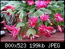 Click image for larger version

Name:	JungleCactus RosePinkDSC01489.jpg
Views:	355
Size:	198.7 KB
ID:	7507